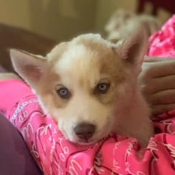 Lincoln The Fun Husky