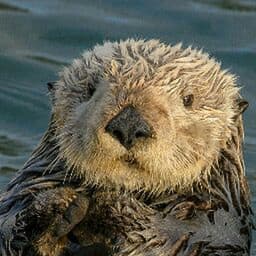sea otter